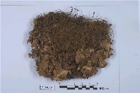 藏品(地卷屬)的圖片